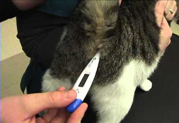 Ректальные кошки. Кот с градусником. Измерение температуры у кошек. Термометрия кошки. Кошачий ректальный градусник.