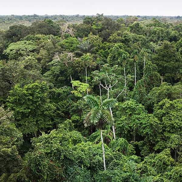 На каком материке расположен дождевой лес сельва. Эквадор дождевые леса. Светлые листопадные леса Амазонии. Ореховое дерево в Амазонии. Царь леса амазонки дерево.