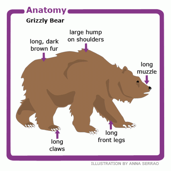 Мишка перевести на английский. Bear body Parts. Bear Anatomy. Диаграмма бурый медведь. Bear for Kids.